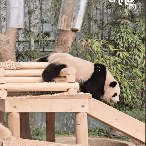 미끄럼틀-즐기는-루이바오-🐼-2-이미지