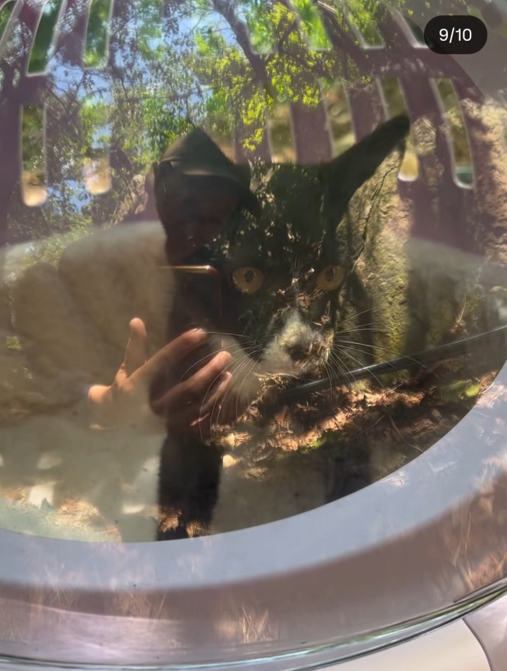 관악산에-사는-고양이들-밥주러-365일-산-타시는-집사님-이야기-들어봐주라.-+아가냥들-입양소식-9-이미지