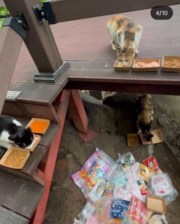 관악산에-사는-고양이들-밥주러-365일-산-타시는-집사님-이야기-들어봐주라.-+아가냥들-입양소식-5-이미지