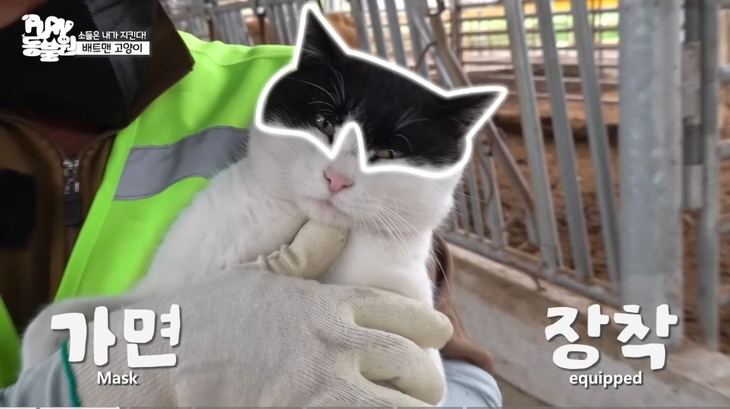 축사에서-소-지키는-고양이-폭력적인-썸네일-0-이미지