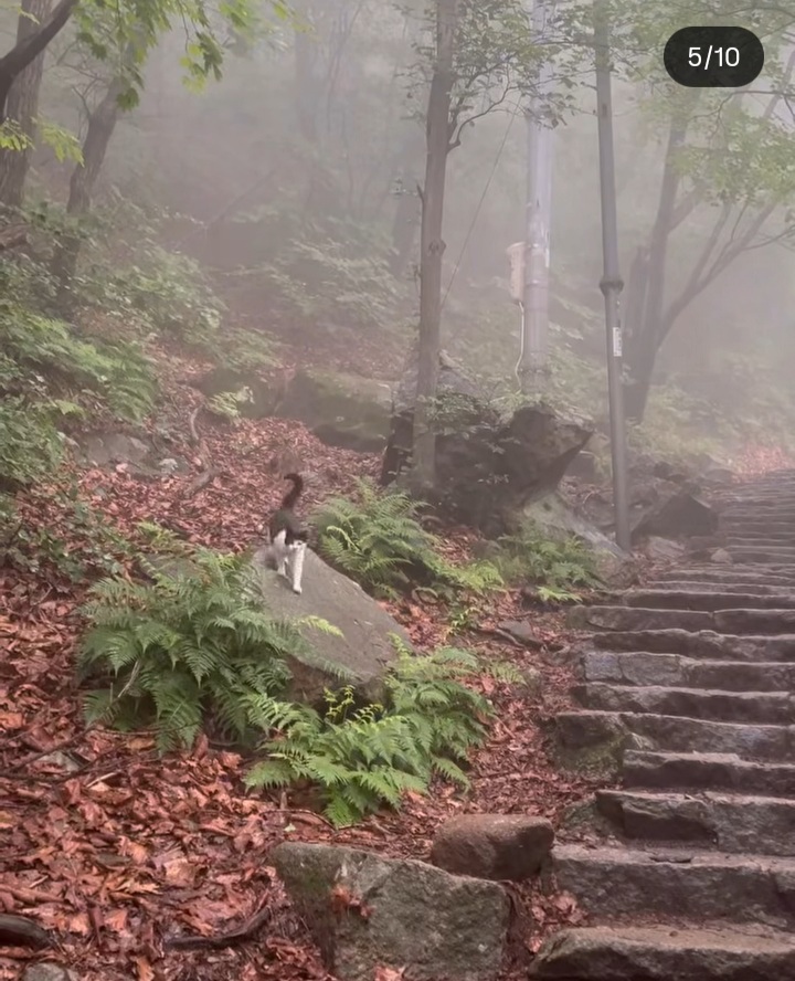 관악산에-사는-고양이들-밥주러-365일-산-타시는-집사님-이야기-들어봐주라.-+아가냥들-입양소식-6-이미지