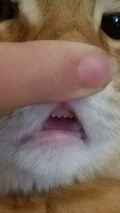 고양이-앞니-1-이미지