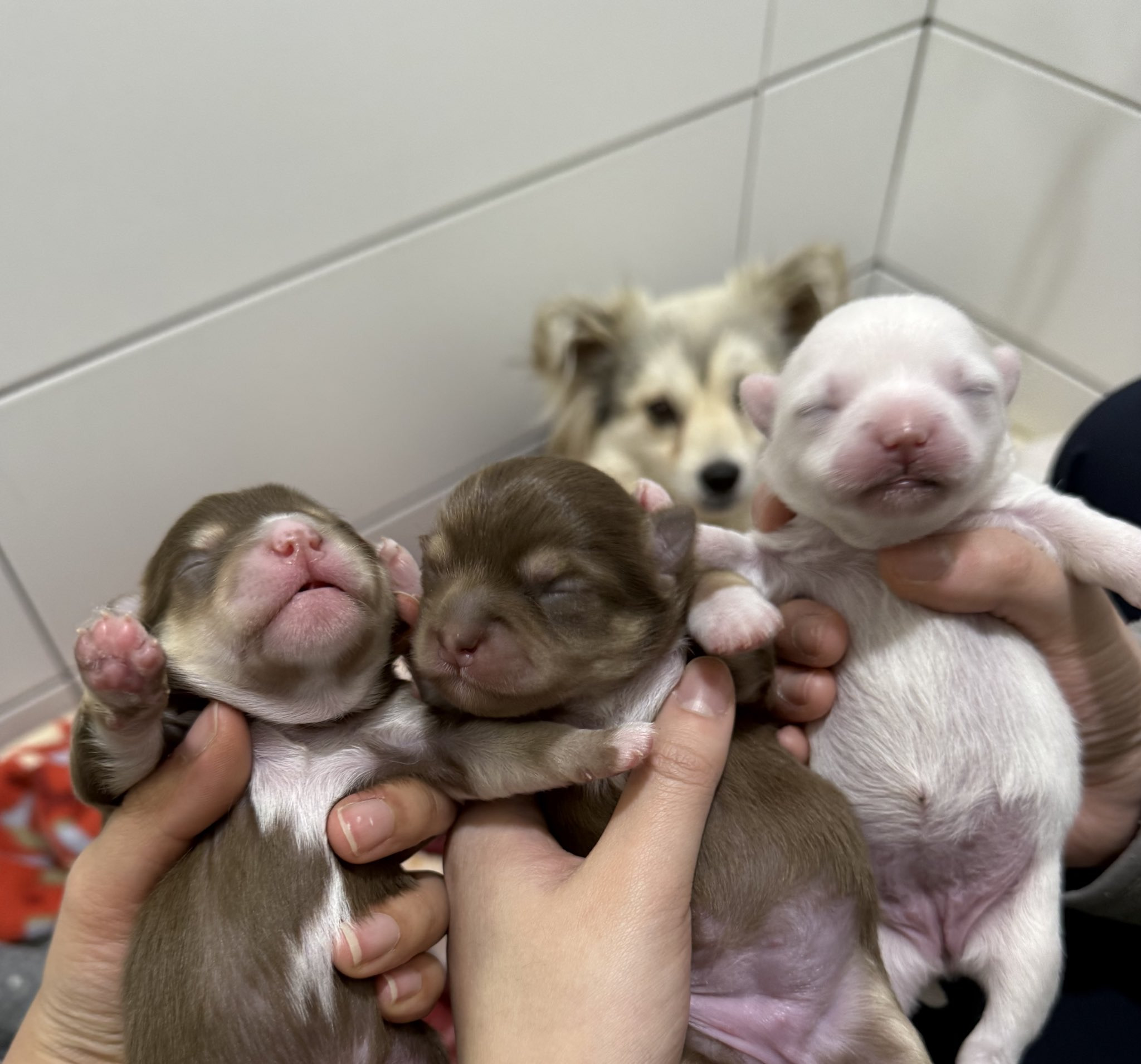 꼬순내-나는-아기-가래떡-4-이미지