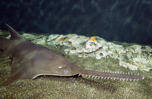 톱상어가-망충한-이유-7-이미지