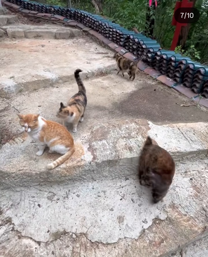 관악산에-사는-고양이들-밥주러-365일-산-타시는-집사님-이야기-들어봐주라.-+아가냥들-입양소식-1-이미지