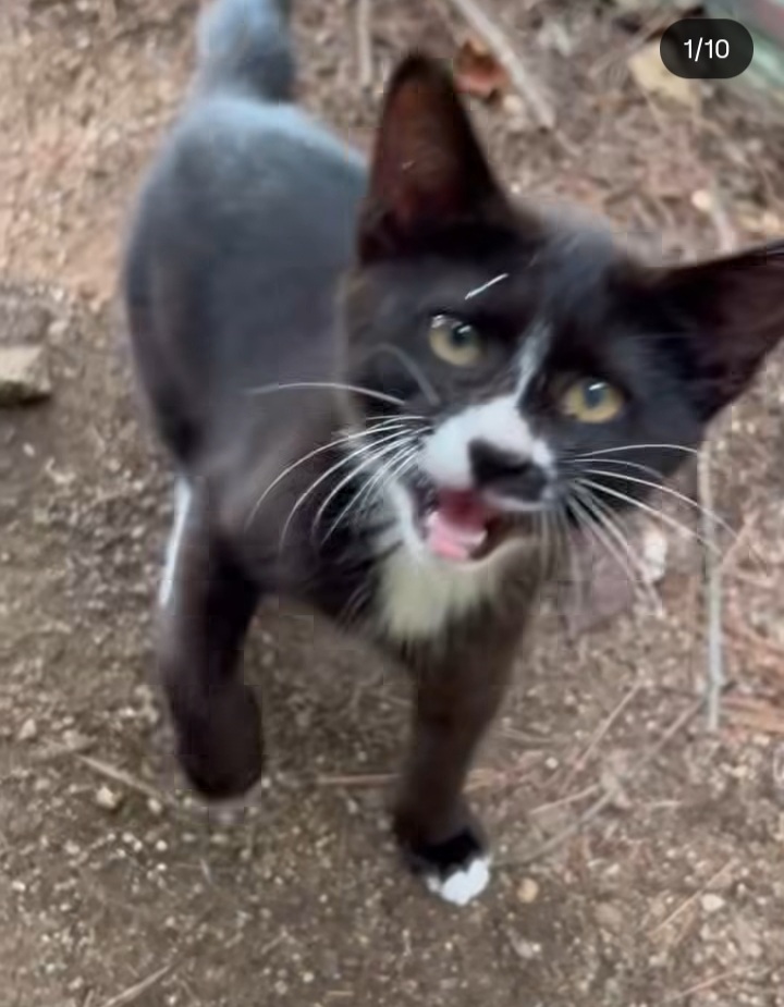 관악산에-사는-고양이들-밥주러-365일-산-타시는-집사님-이야기-들어봐주라.-+아가냥들-입양소식-8-이미지