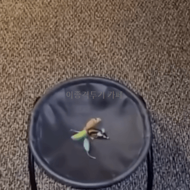 어퍼컷-날리는-고양이-0-이미지