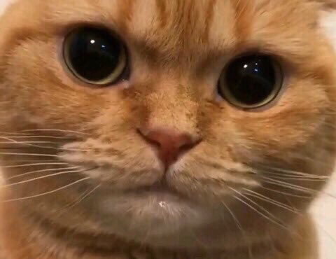 언니-오늘-일찍-잔다고-하지-않았어?-0-이미지