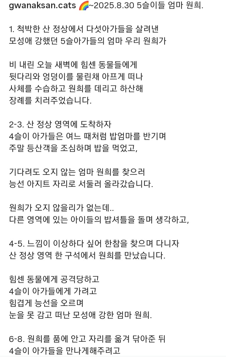 관악산에-사는-고양이들-밥주러-365일-산-타시는-집사님-이야기-들어봐주라.-+아가냥들-입양소식-12-이미지