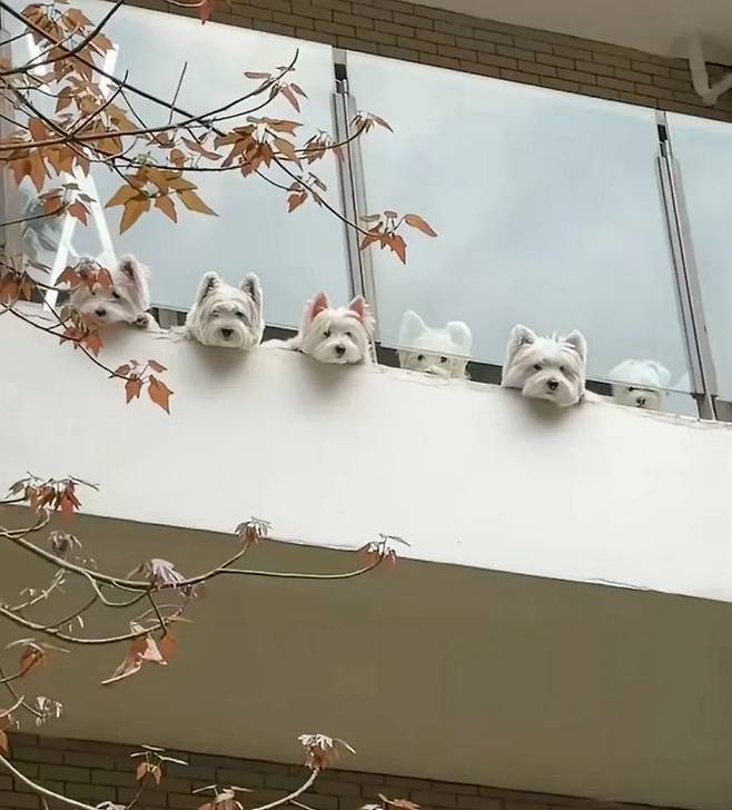 집에서-나올때마다-두고-나온-댕댕이들-걱정돼-뒤돌아-보면-마주하는-상황!-1-이미지