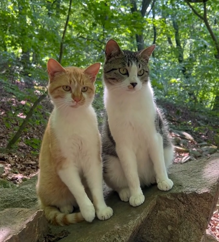 관악산에-사는-고양이들-밥주러-365일-산-타시는-집사님-이야기-들어봐주라.-+아가냥들-입양소식-3-이미지