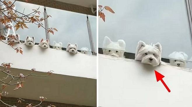 집에서-나올때마다-두고-나온-댕댕이들-걱정돼-뒤돌아-보면-마주하는-상황!-0-이미지