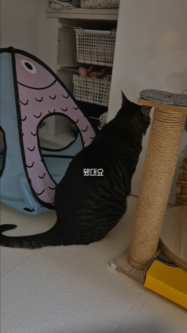 엽떡-때문에-삐낀-고양이🤣-12-이미지