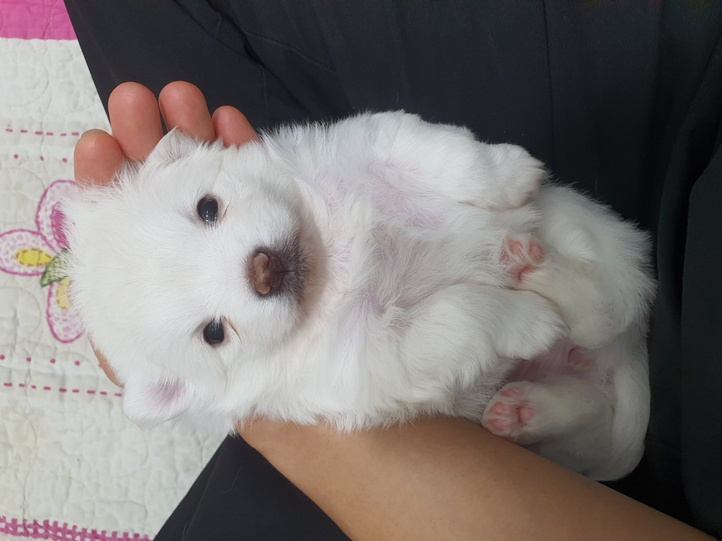 꼬순내-나는-아기-가래떡-0-이미지