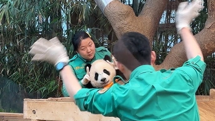 미끄럼틀-즐기는-루이바오-🐼-16-이미지