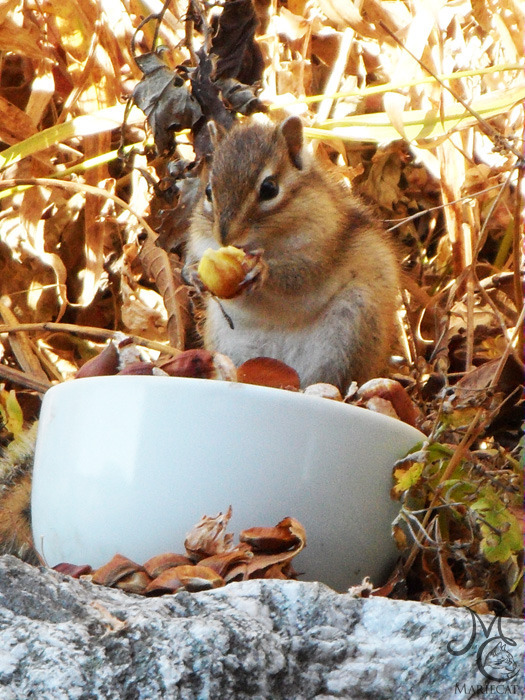 밤송이-까놨더니-찾아온-손님-5-이미지