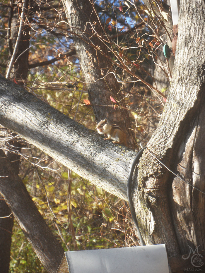 밤송이-까놨더니-찾아온-손님-25-이미지