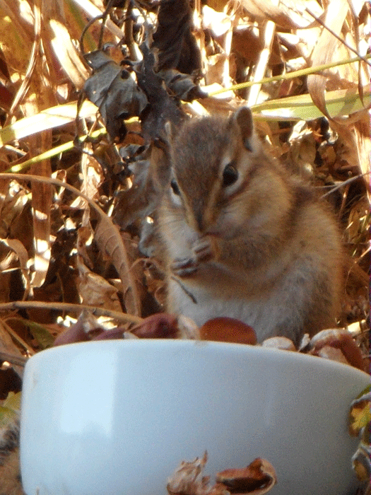 밤송이-까놨더니-찾아온-손님-7-이미지