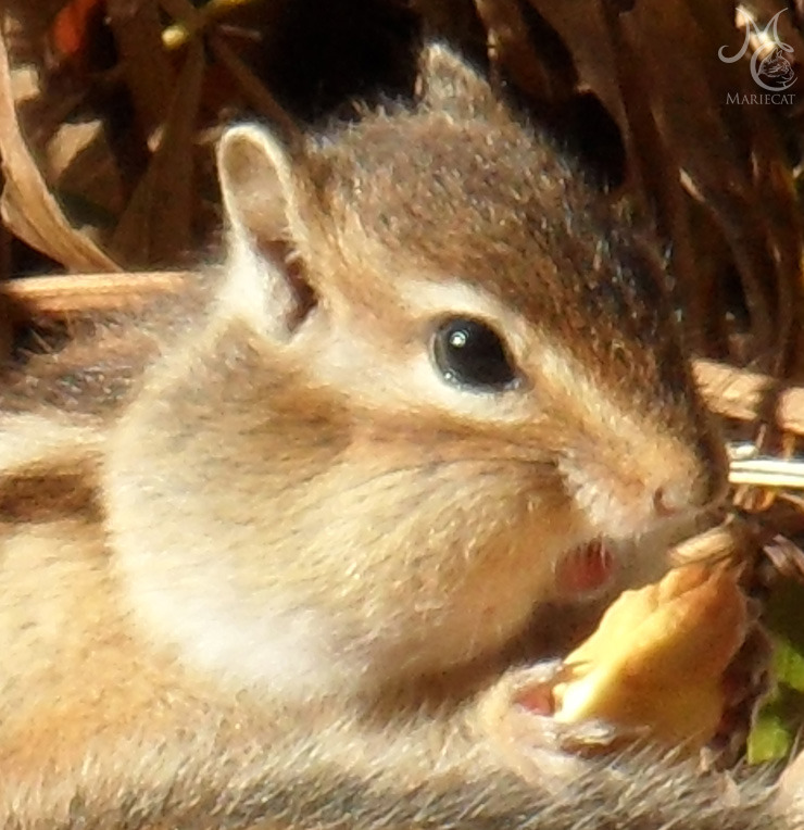 밤송이-까놨더니-찾아온-손님-12-이미지