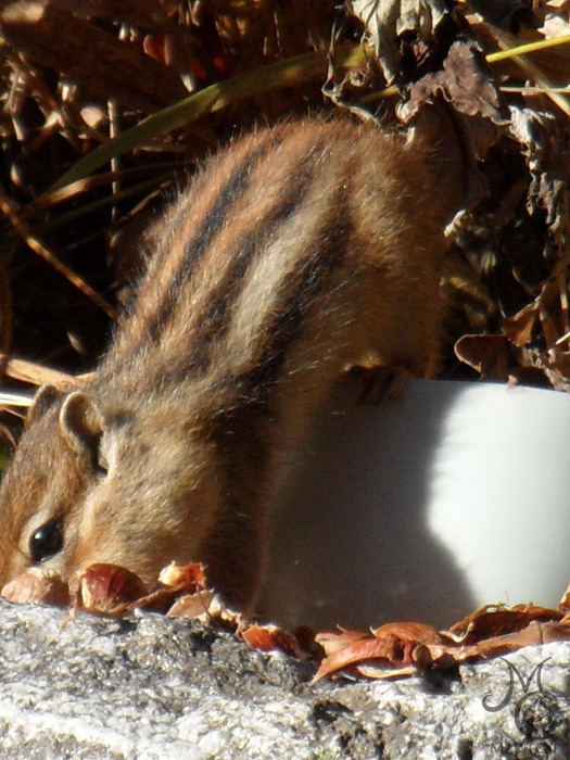 밤송이-까놨더니-찾아온-손님-19-이미지