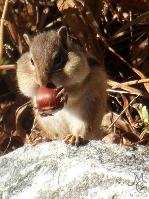 밤송이-까놨더니-찾아온-손님-20-이미지