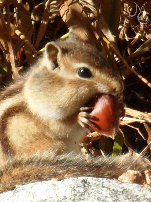 밤송이-까놨더니-찾아온-손님-10-이미지