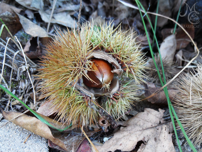 밤송이-까놨더니-찾아온-손님-0-이미지