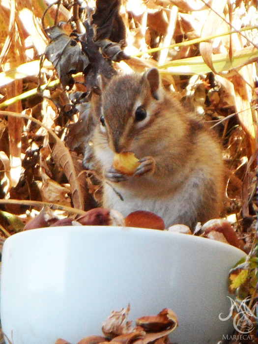 밤송이-까놨더니-찾아온-손님-6-이미지