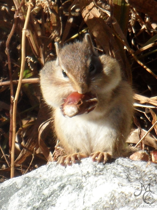 밤송이-까놨더니-찾아온-손님-22-이미지