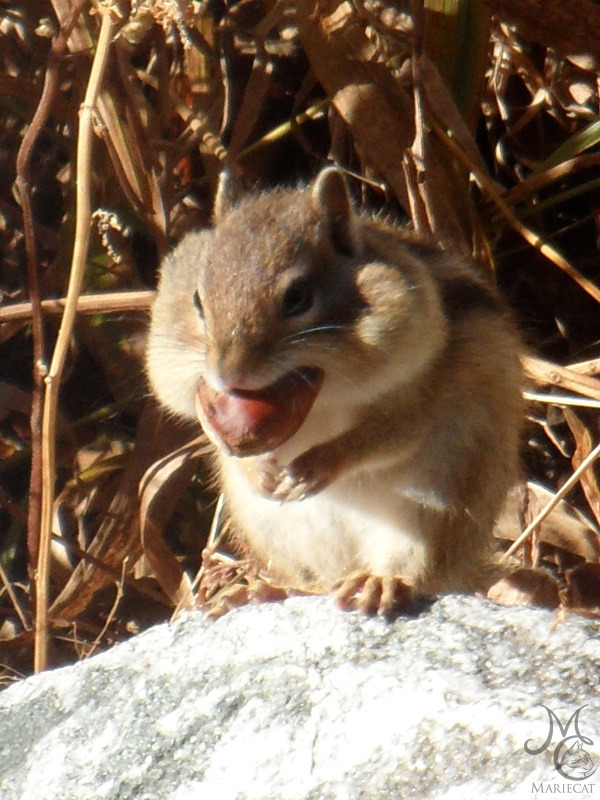 밤송이-까놨더니-찾아온-손님-21-이미지