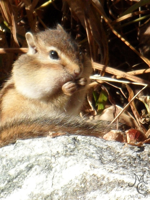 밤송이-까놨더니-찾아온-손님-15-이미지