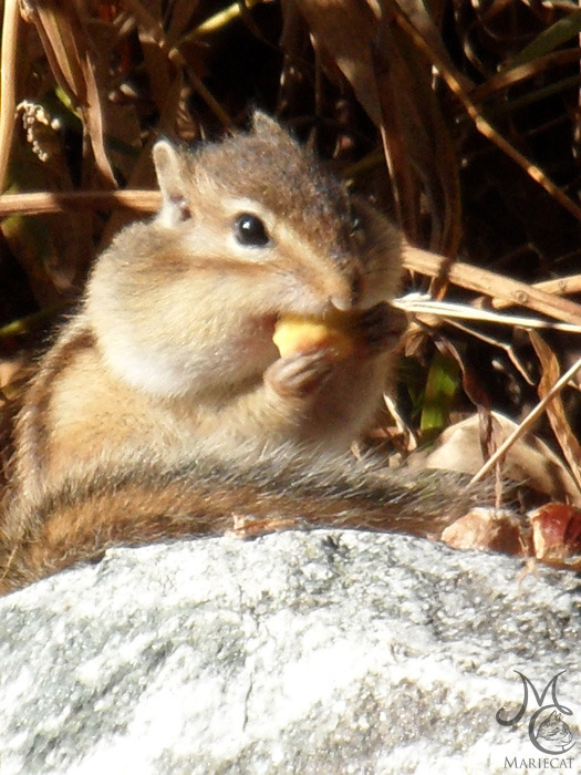 밤송이-까놨더니-찾아온-손님-14-이미지