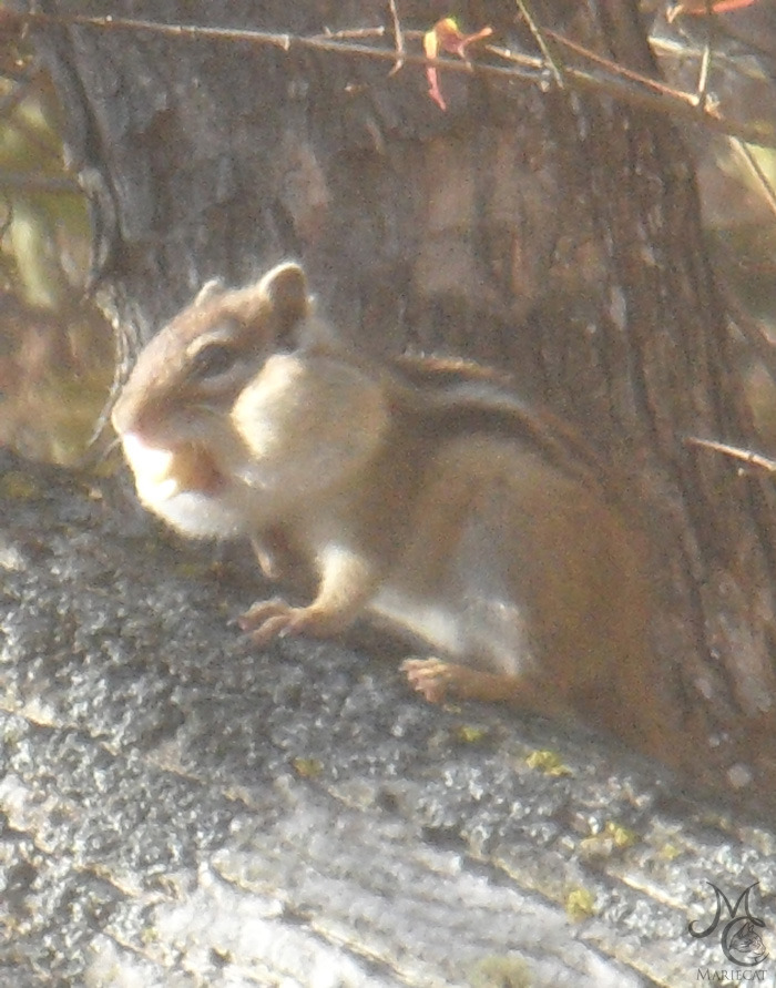 밤송이-까놨더니-찾아온-손님-26-이미지