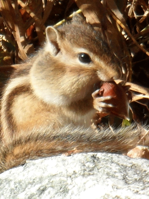 밤송이-까놨더니-찾아온-손님-11-이미지
