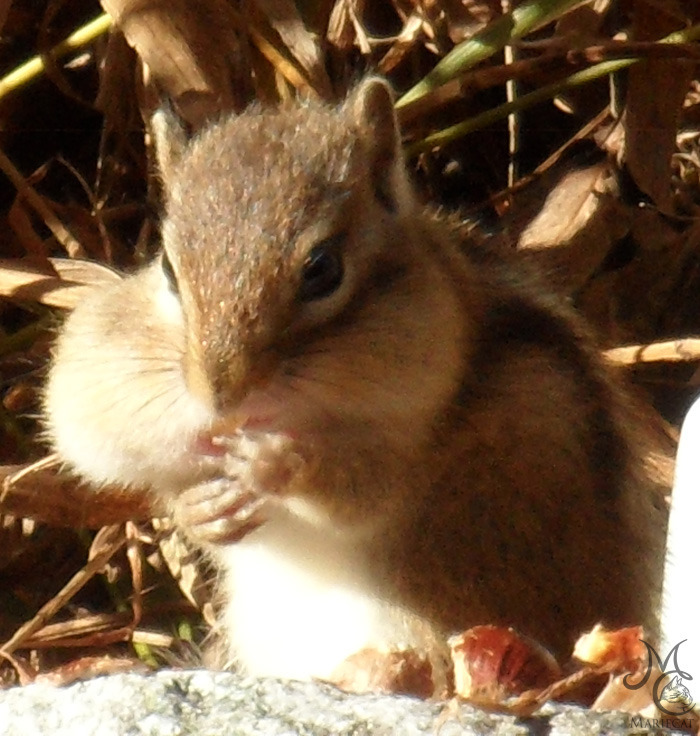 밤송이-까놨더니-찾아온-손님-9-이미지
