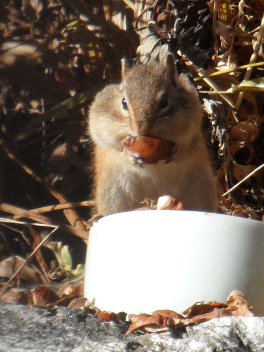 밤송이-까놨더니-찾아온-손님-16-이미지