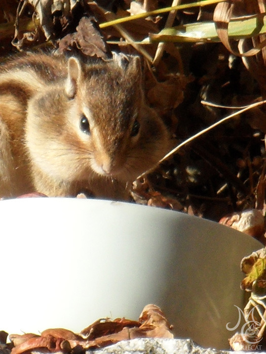 밤송이-까놨더니-찾아온-손님-18-이미지