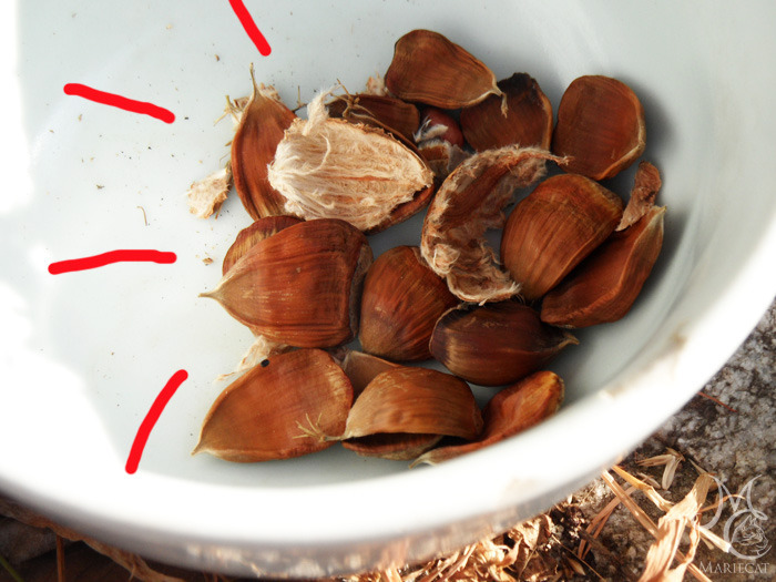 밤송이-까놨더니-찾아온-손님-2-이미지