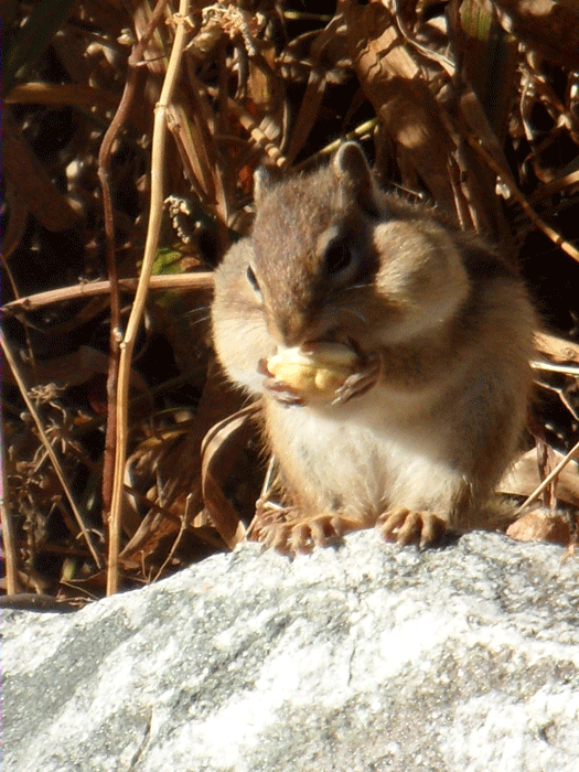 밤송이-까놨더니-찾아온-손님-24-이미지