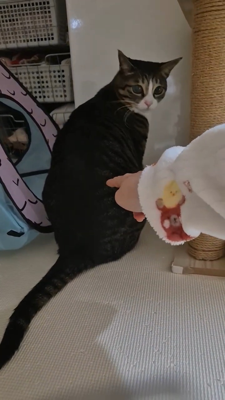 엽떡-때문에-삐낀-고양이🤣-6-이미지