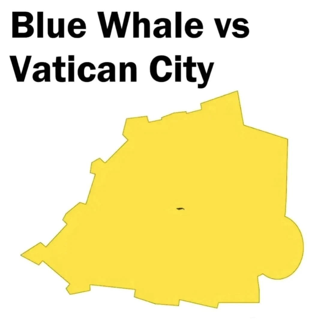 대왕고래-vs-바티칸-시티-크기-비교-1-이미지