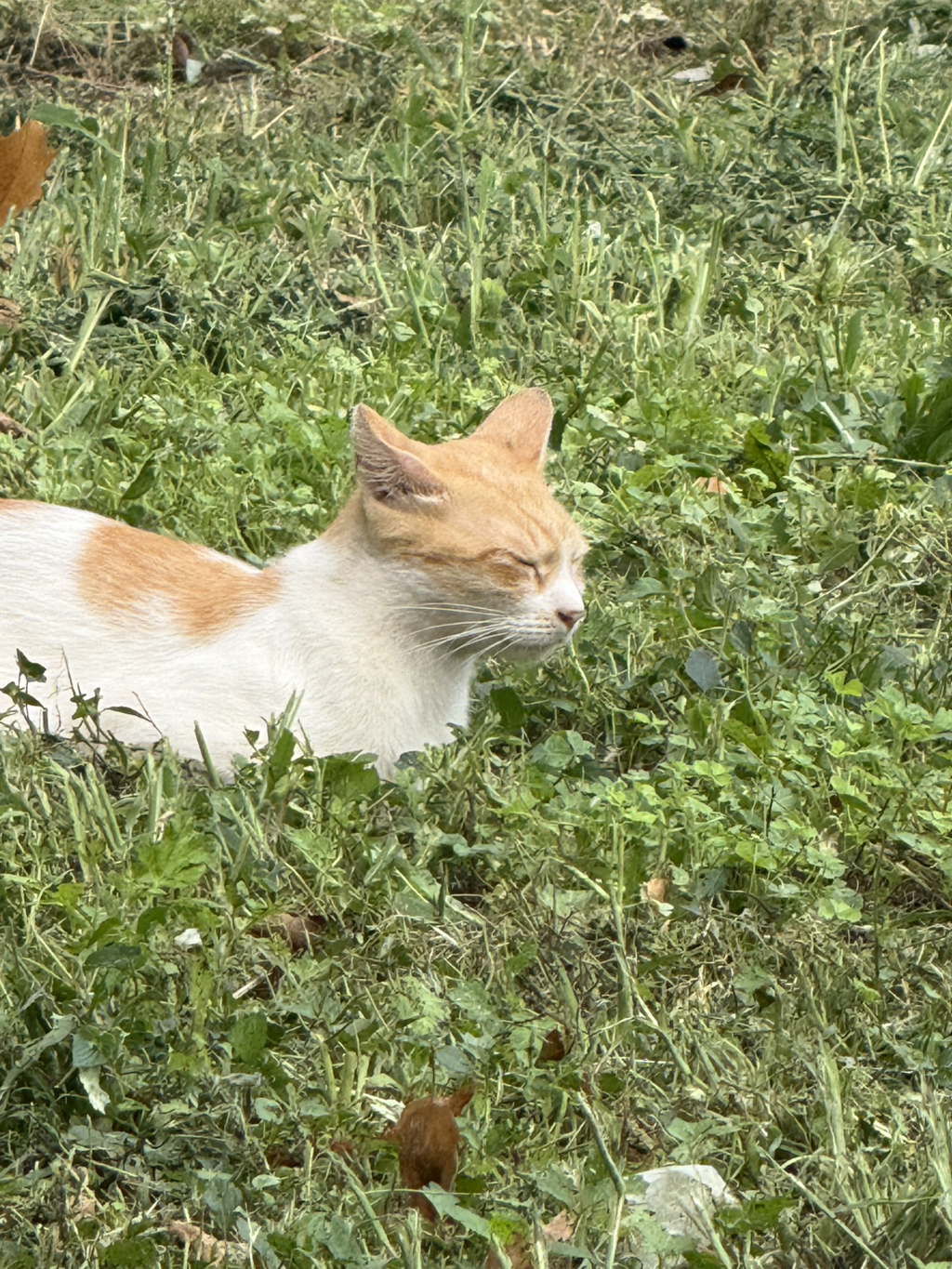 아파트-화단에-고양이-구경하다가-집-들어와서-아직도-있나봤는데-0-이미지