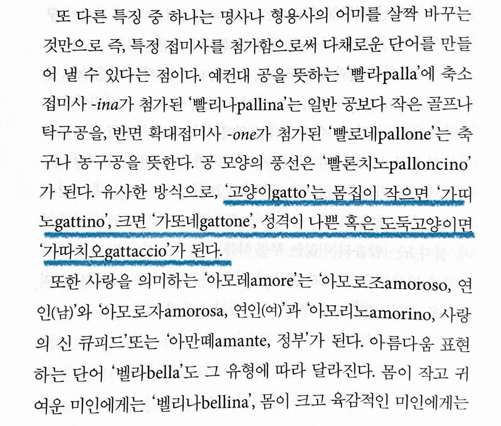 고양이의-여러-호칭-1-이미지