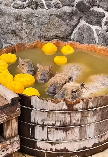 일본에-실제로-있는-카피바라-온천-0-이미지