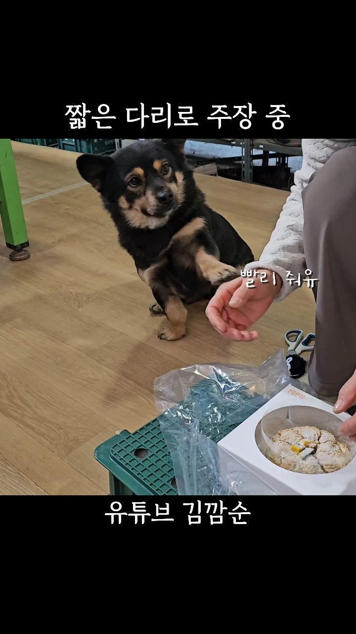 짧은-다리로-주장-중-0-이미지