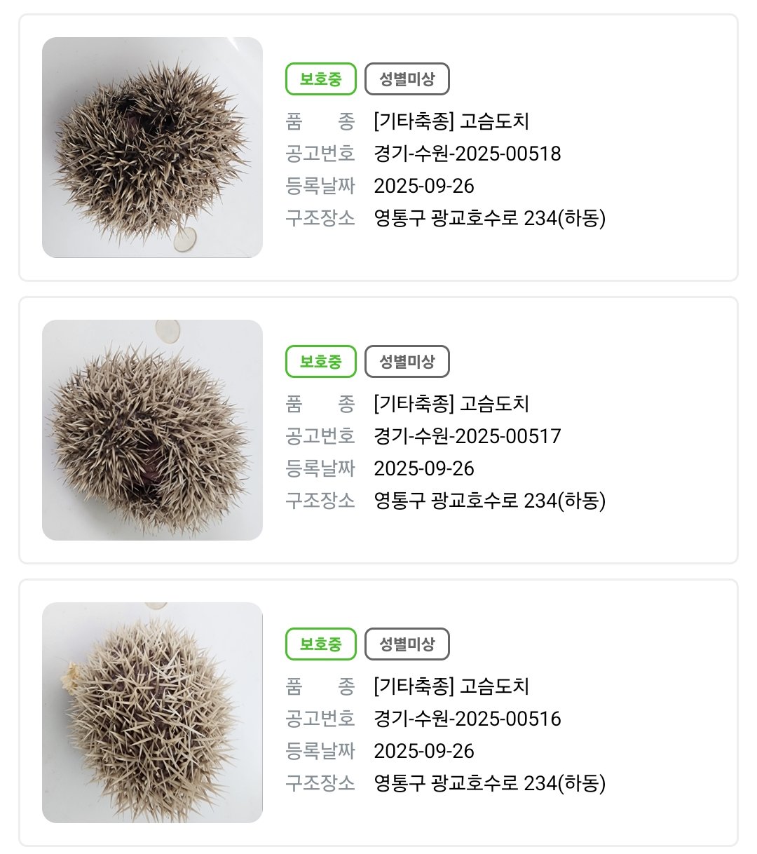 수원-동물보호센터에-웬-밤송이가-들어왔나-했더니.twt-1-이미지