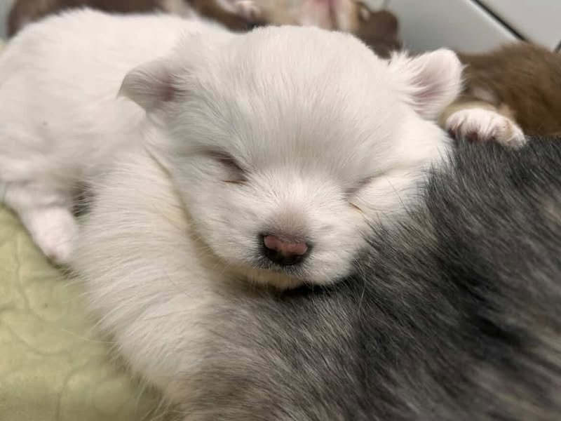 꼬순내-나는-아기-가래떡-2-이미지