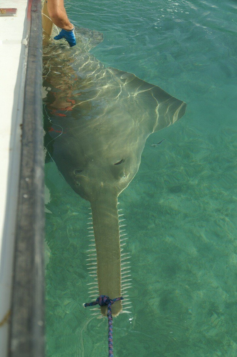 톱상어가-망충한-이유-8-이미지