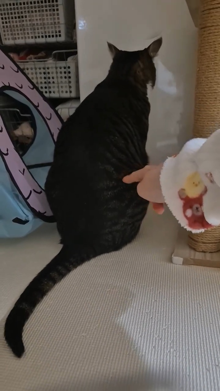 엽떡-때문에-삐낀-고양이🤣-7-이미지