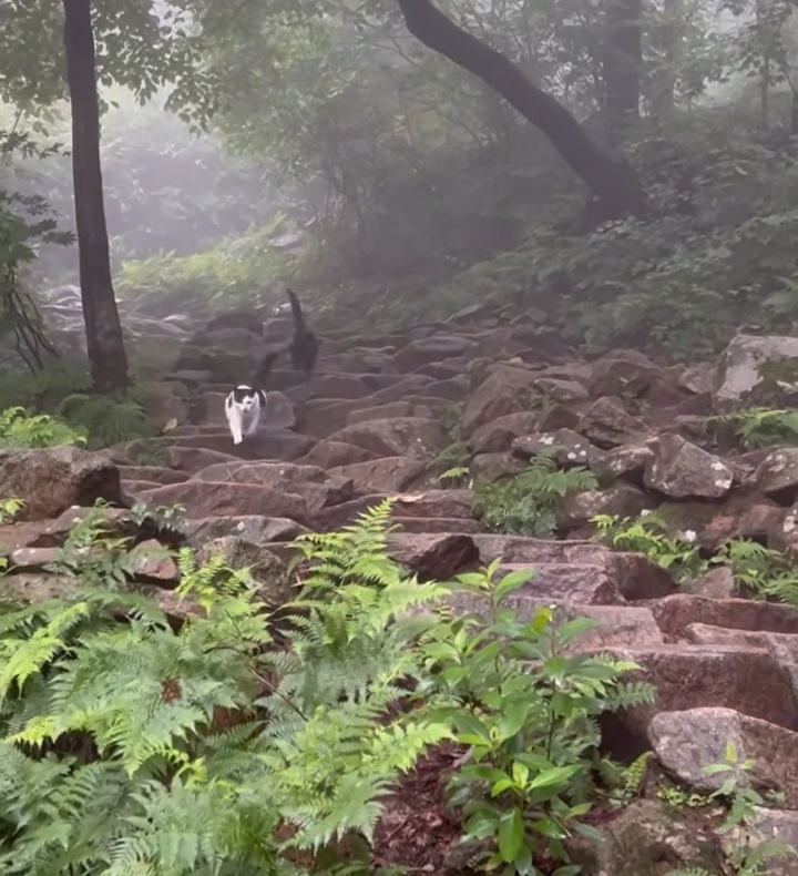 관악산에-사는-고양이들-밥주러-365일-산-타시는-집사님-이야기-들어봐주라.-+아가냥들-입양소식-0-이미지